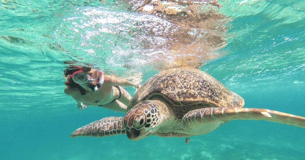 Riviera Maya: Tulum, Cenote & Akumal Turtle Swim Trip