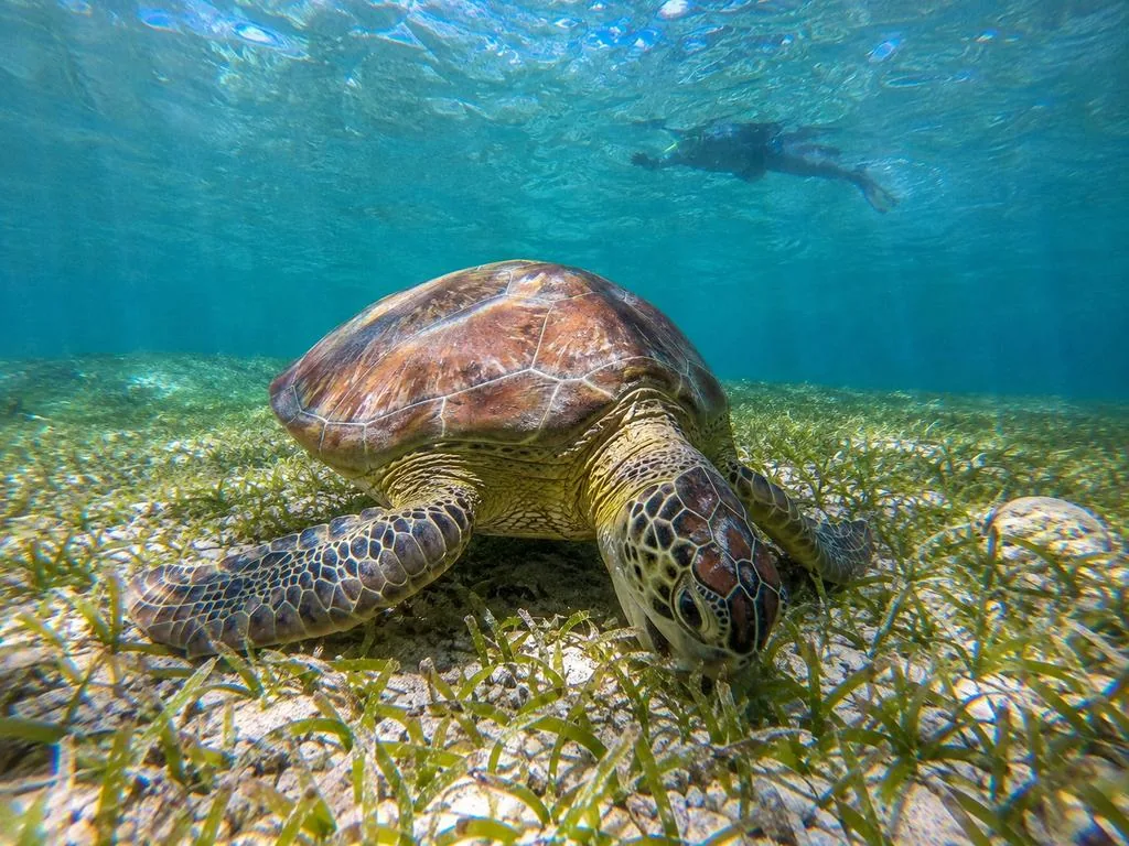 Tortuga verde sobre el pasto marino en la Bahía de Akumal
